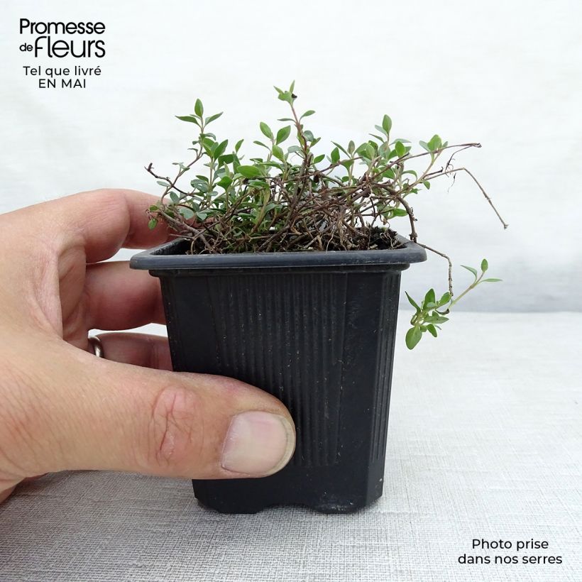 Spécimen de Veronica liwanensis - Véronique Godet de 8/9cm tel que livré au printemps