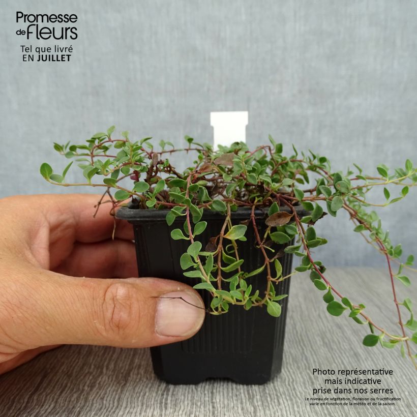 Spécimen de Veronica liwanensis - Véronique Godet de 8/9 cm tel que livré en été