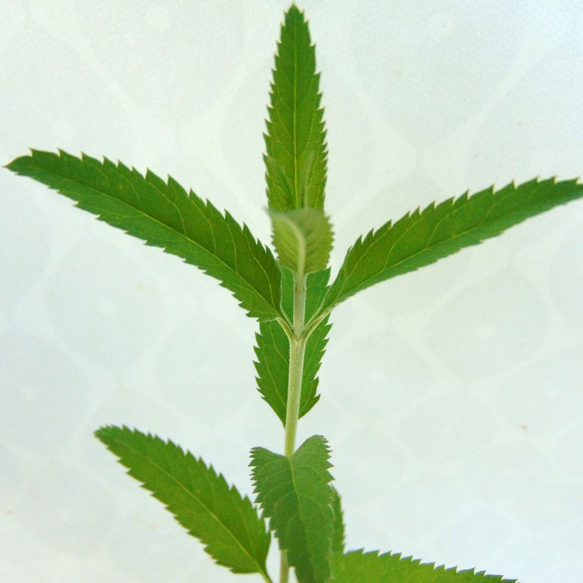 Veronica longifolia Blauriesin - Véronique à grandes feuilles (Feuillage)