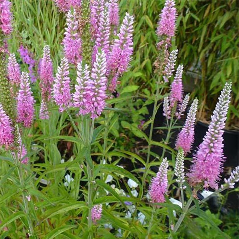 Veronica longifolia Candied Candle - Véronique à longues feuilles (Floraison)