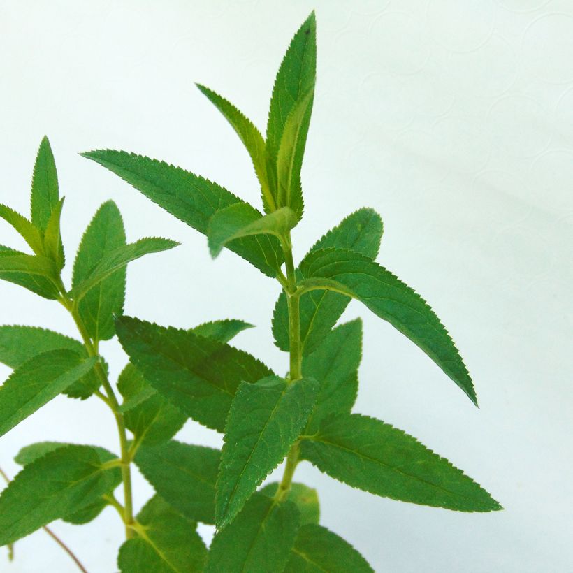 Veronica longifolia Candied Candle - Véronique à longues feuilles (Feuillage)