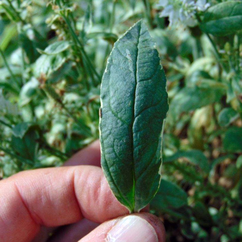 Veronica longifolia Charlotte® - Véronique à grandes feuilles (Feuillage)