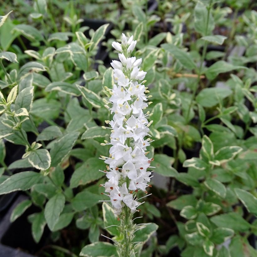 Veronica longifolia Charlotte® - Véronique à grandes feuilles (Floraison)