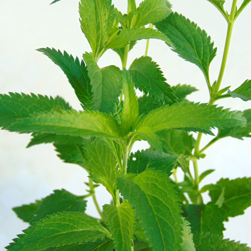 Veronica longifolia Lila Karina - Véronique à longues feuilles (Feuillage)