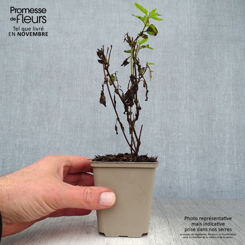 Spécimen de Veronica longifolia Lila Karina - Véronique à longues feuilles Godet de 8/9 cm tel que livré en automne