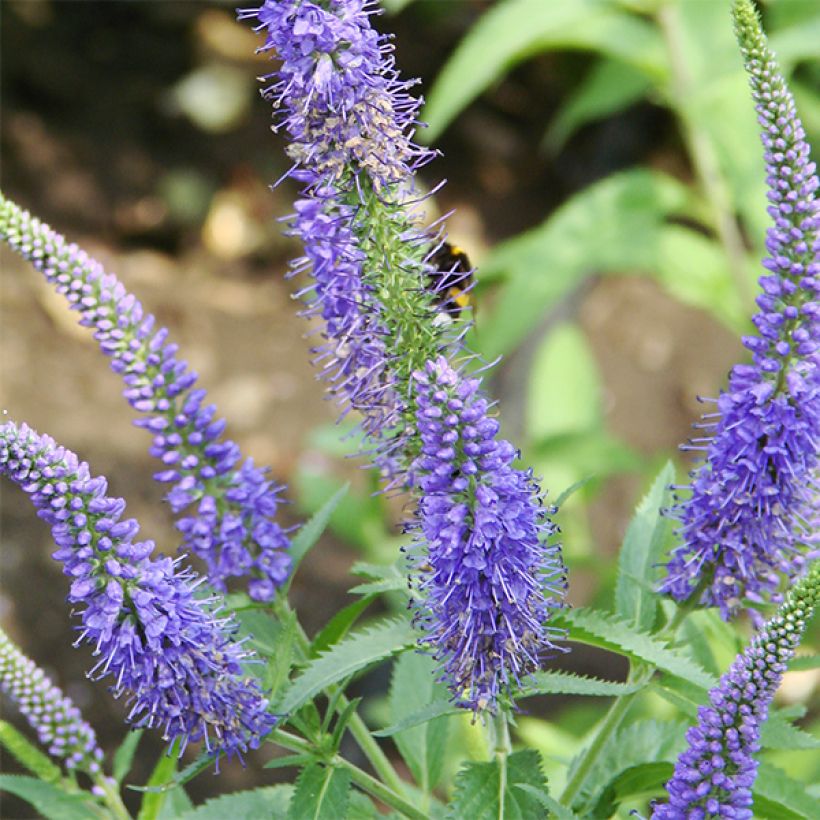 Veronica longifolia Marietta - Véronique à grandes feuilles (Floraison)