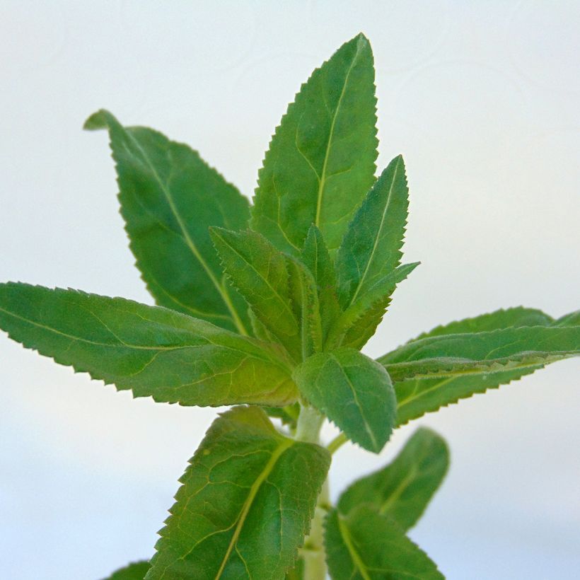 Veronica longifolia Marietta - Véronique à grandes feuilles (Feuillage)