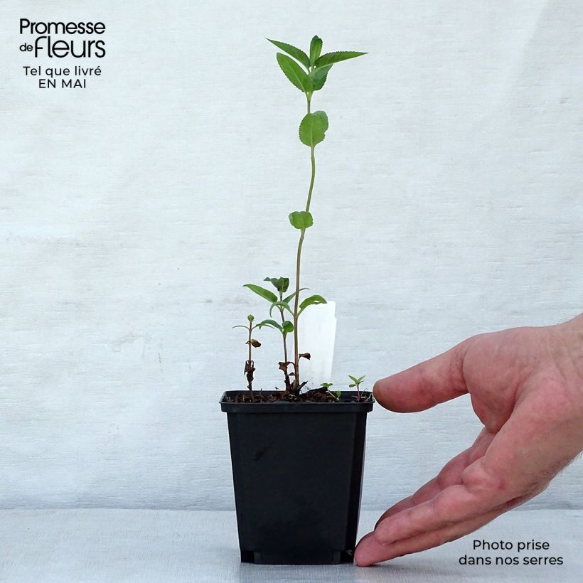 Spécimen de Veronica longifolia Marietta - Véronique à grandes feuilles Godet de 9cm tel que livré au printemps