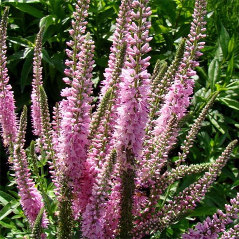 Veronica longifolia Pink Damask - Véronique à longues feuilles (Floraison)