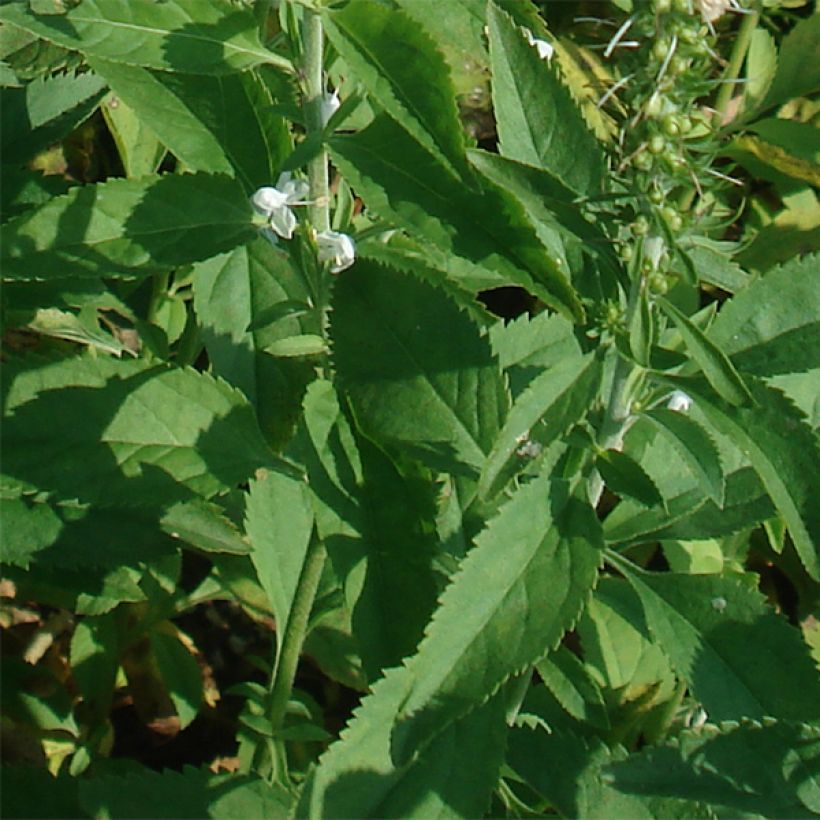 Veronica longifolia Schneeriesin - Véronique blanche à longues feuilles (Feuillage)