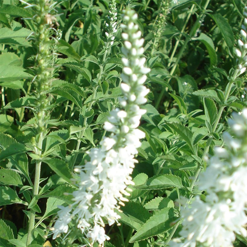 Veronica longifolia Schneeriesin - Véronique blanche à longues feuilles (Floraison)