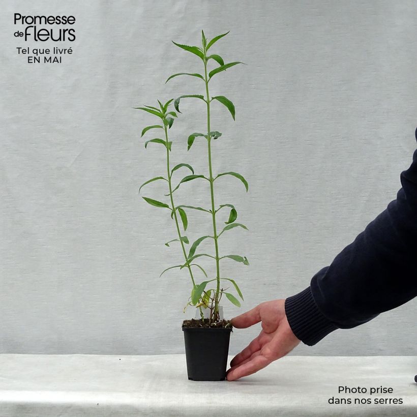 Spécimen de Veronica longifolia Schneeriesin - Véronique blanche à longues feuilles Godet de 9cm tel que livré au printemps