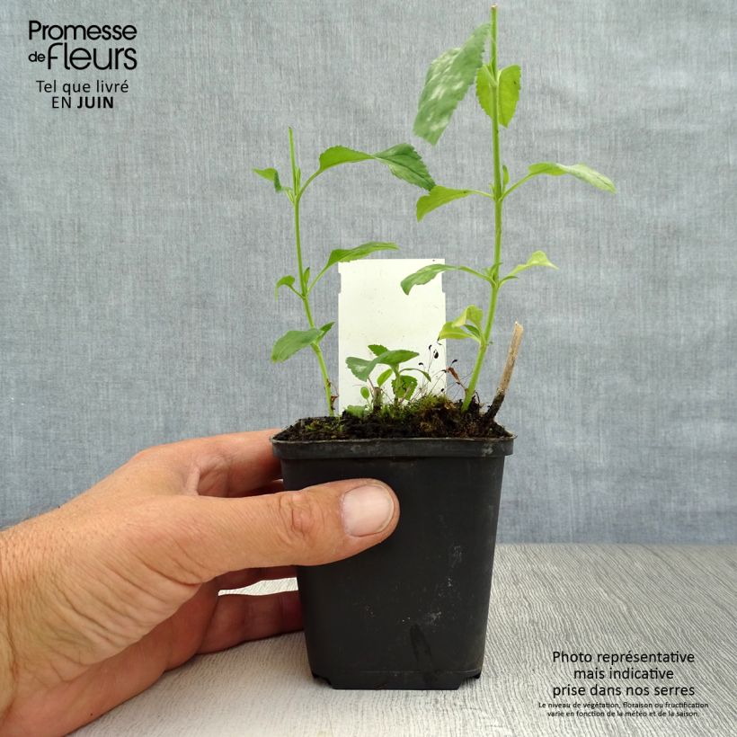 Spécimen de Veronica longifolia Schneeriesin - Véronique blanche à longues feuilles Godet de 8/9 cm tel que livré en été