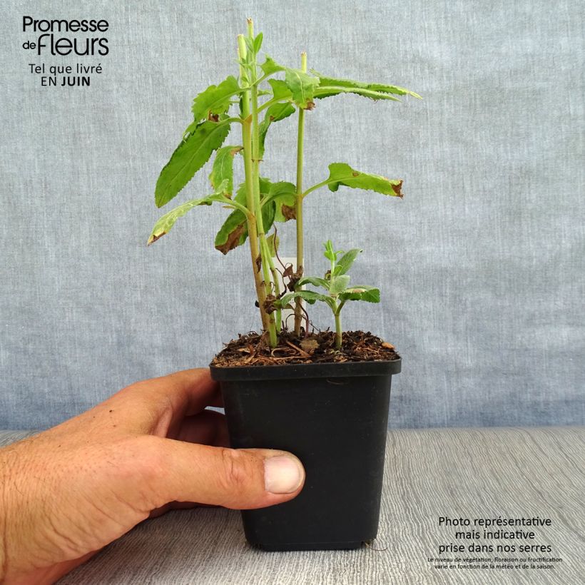 Spécimen de Veronica longifolia - Véronique à longues feuilles Godet de 8/9 cm tel que livré en été