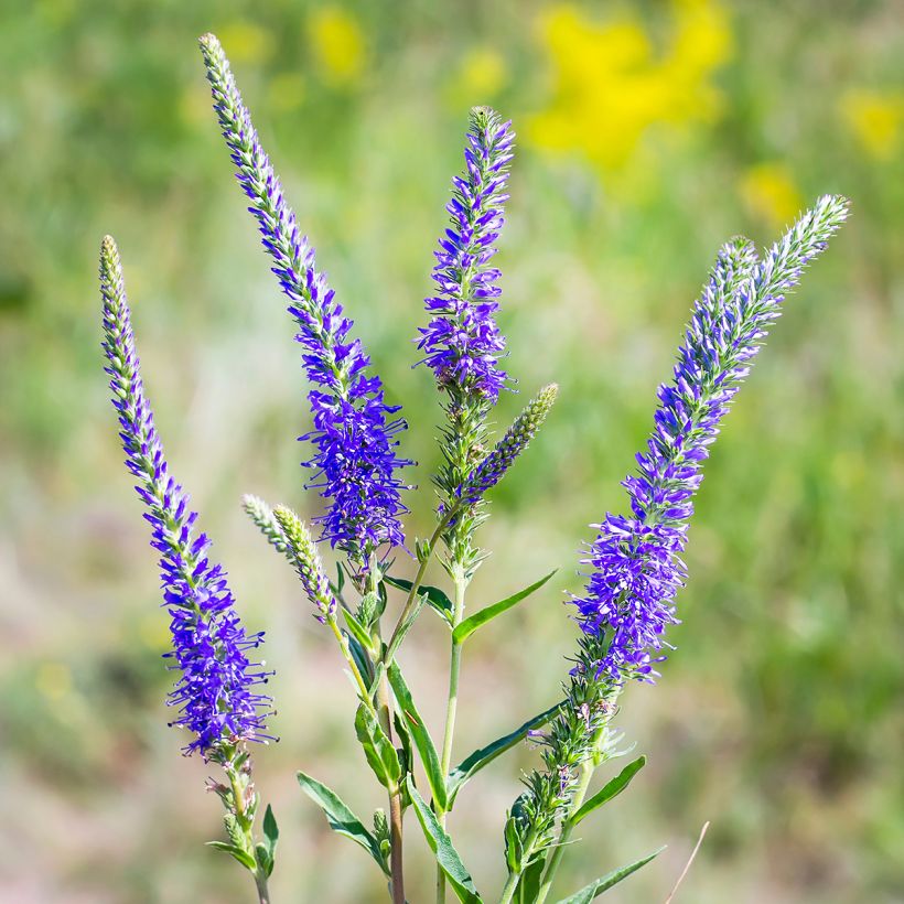 Veronica longifolia - Véronique à longues feuilles (Floraison)