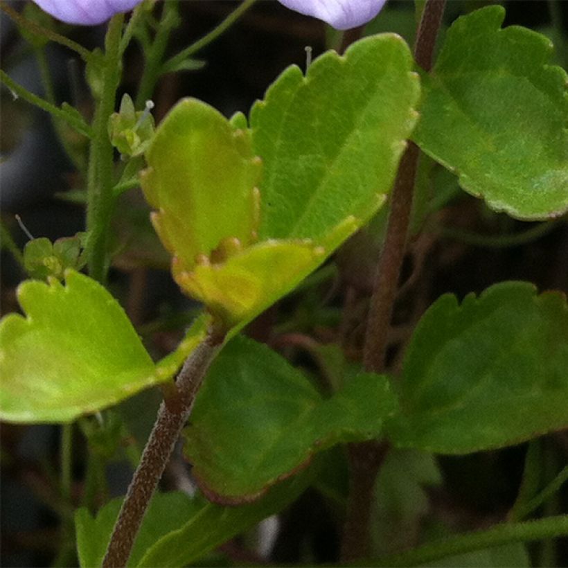 Veronica petraea Madame Mercier - Véronique  (Feuillage)