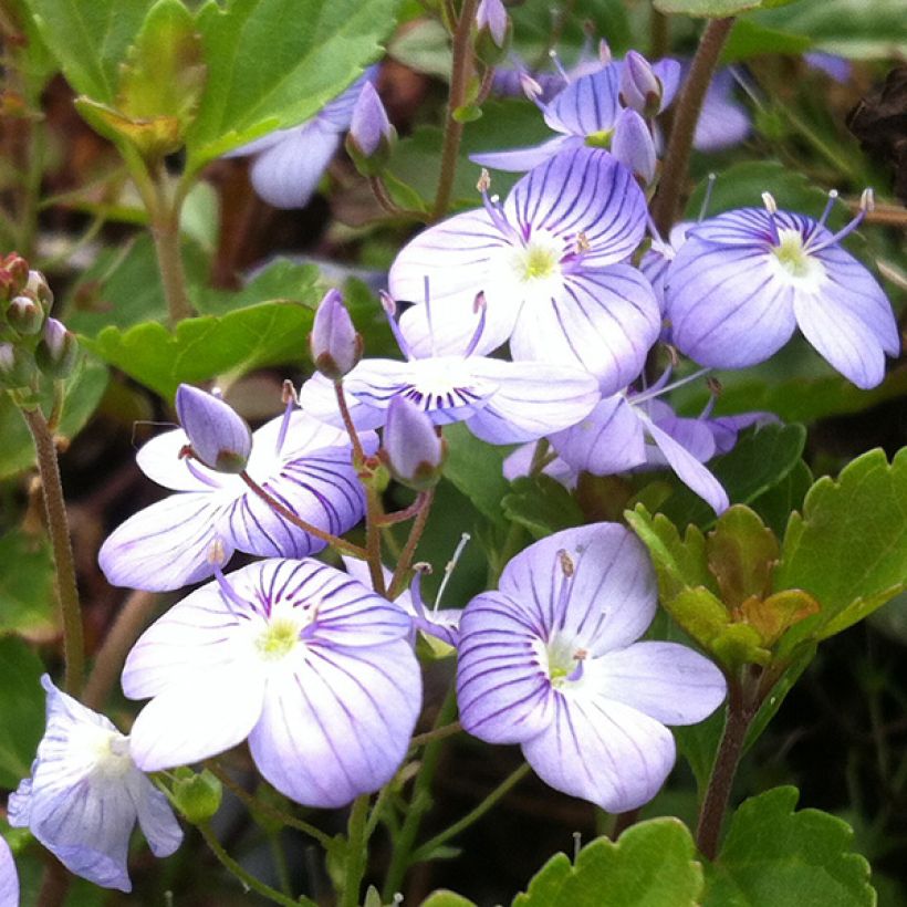 Veronica petraea Madame Mercier - Véronique  (Floraison)