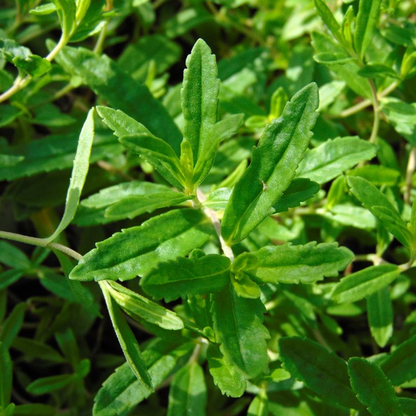 Veronica prostrata Alba - Véronique prostrée blanche  (Feuillage)