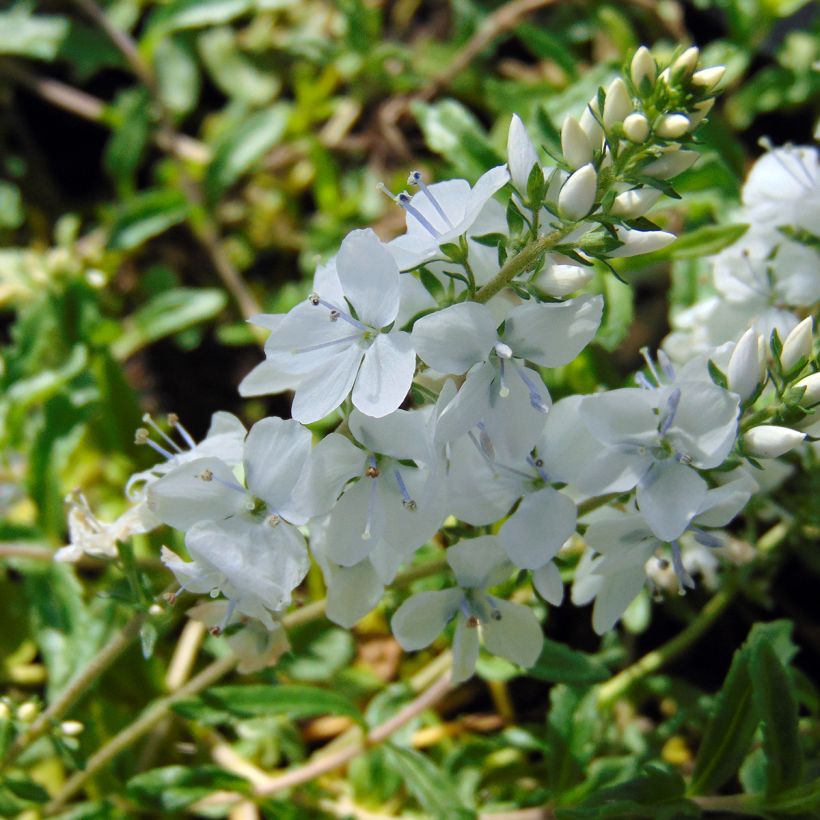 Veronica prostrata Alba - Véronique prostrée blanche  (Floraison)