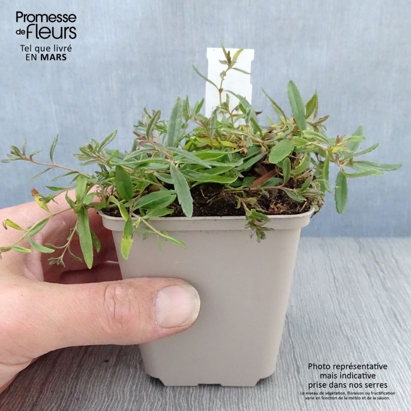 Spécimen de Veronica prostrata Alba - Véronique prostrée blanche  Godet de 9cm tel que livré au printemps