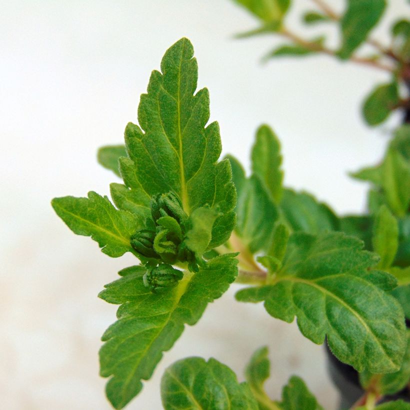 Veronica prostrata Mrs Holt (Feuillage)