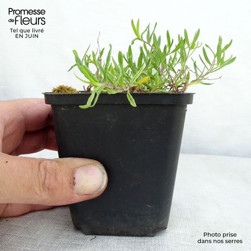 Spécimen de Veronica prostrata Mrs Holt Godet de 8/9 cm tel que livré en été