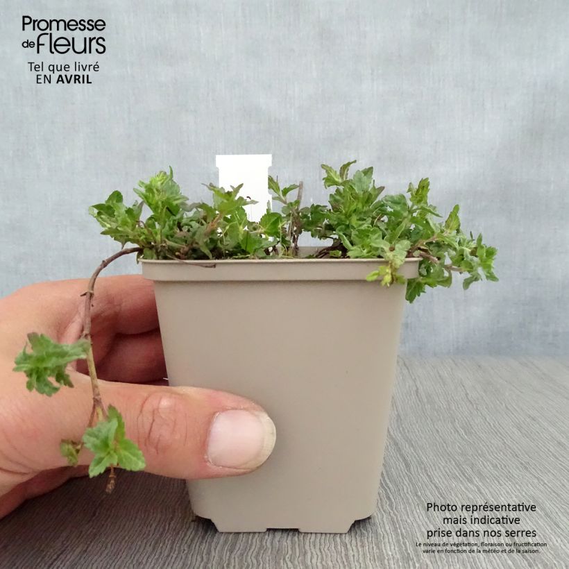 Spécimen de Veronica prostrata Mrs Holt Godet de 9cm tel que livré au printemps