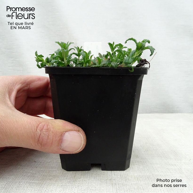 Spécimen de Veronica prostrata - Véronique couchée Godet de 9cm tel que livré au printemps