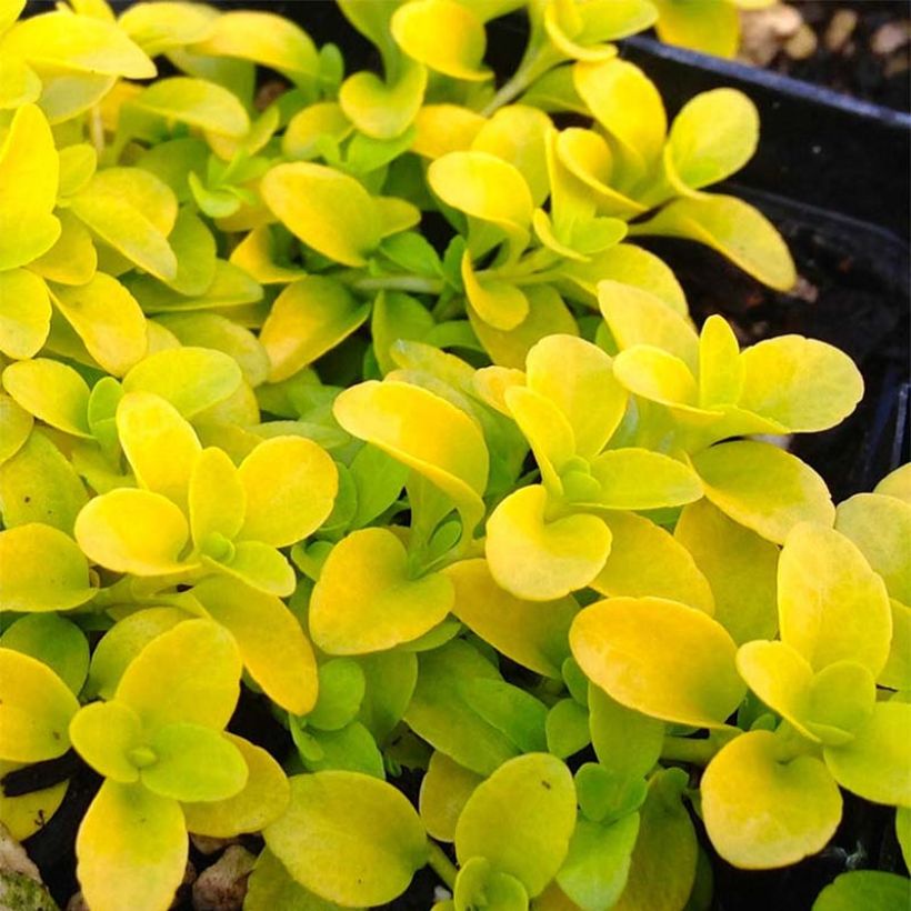 Veronica repens Sunshine - Véronique rampante. (Feuillage)