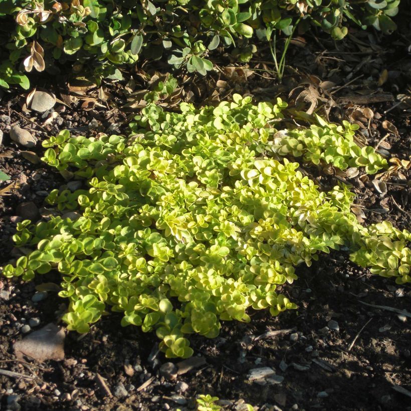 Veronica repens Sunshine - Véronique rampante. (Port)