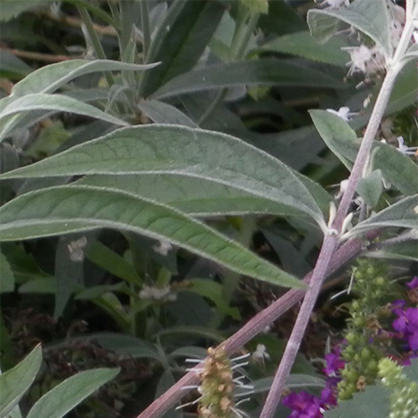 Veronica spicata Alba - Véronique en épis blanche (Feuillage)