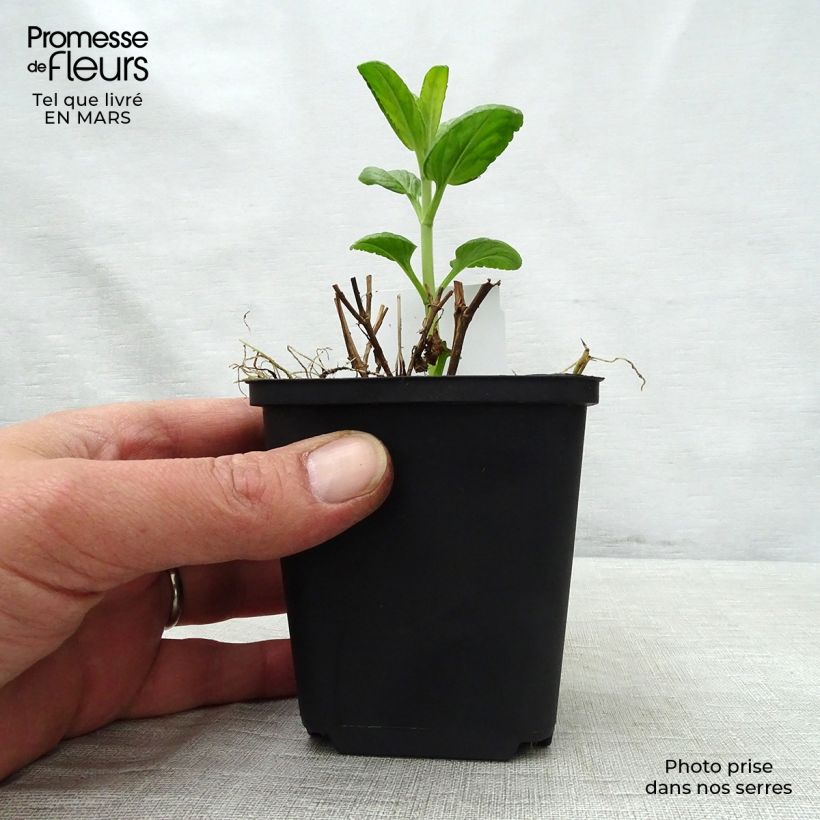 Spécimen de Veronica spicata Alba - Véronique en épis blanche en godet de 9 cm tel que livré au printemps