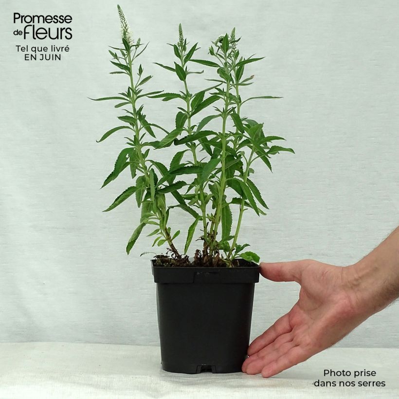 Spécimen de Veronica spicata Alba - Véronique en épis blanche Pot de 2L/3L tel que livré en été