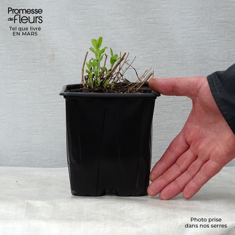 Spécimen de Veronica spicata Alba - Véronique en épis blanche en pot de 2/3 litres tel que livré au printemps
