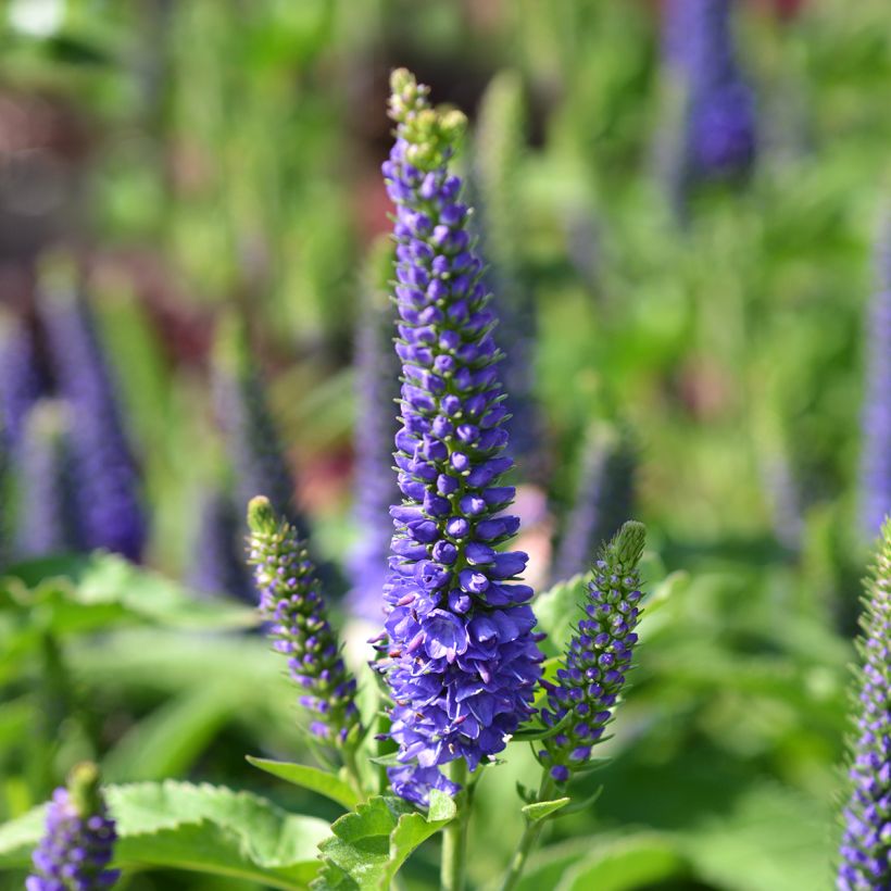 Veronica spicata Baby Blue - Véronique en épis (Floraison)