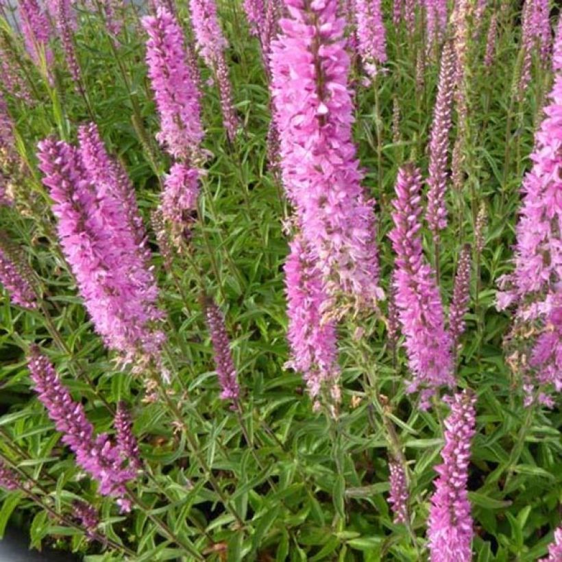 Veronica spicata Barcarolle - Véronique en épi Barcarolle (Feuillage)