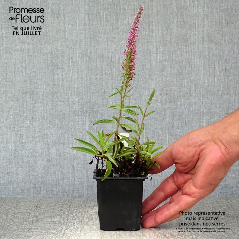 Spécimen de Veronica spicata Barcarolle - Véronique en épi Barcarolle Godet de 8/9 cm tel que livré en été