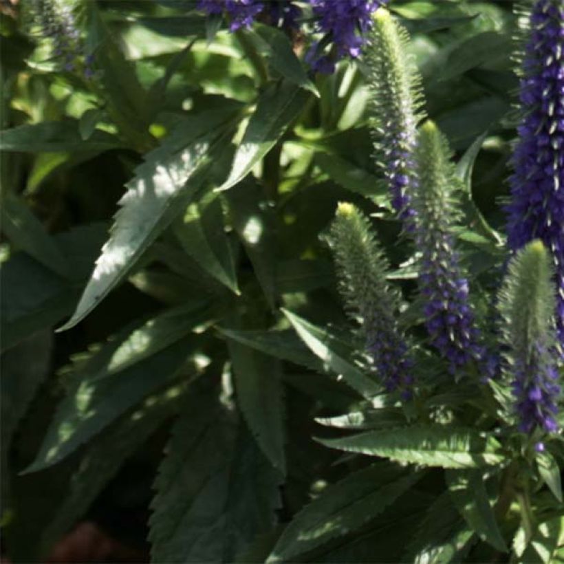 Veronica spicata Blue Candles - Véronique en épis (Feuillage)