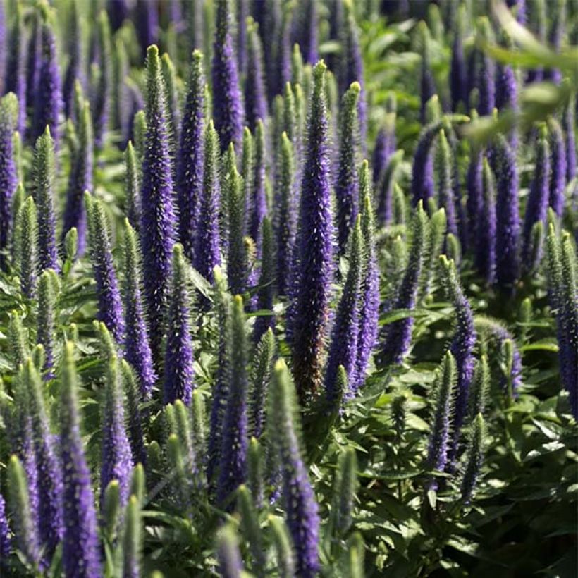 Veronica spicata Blue Candles - Véronique en épis (Floraison)