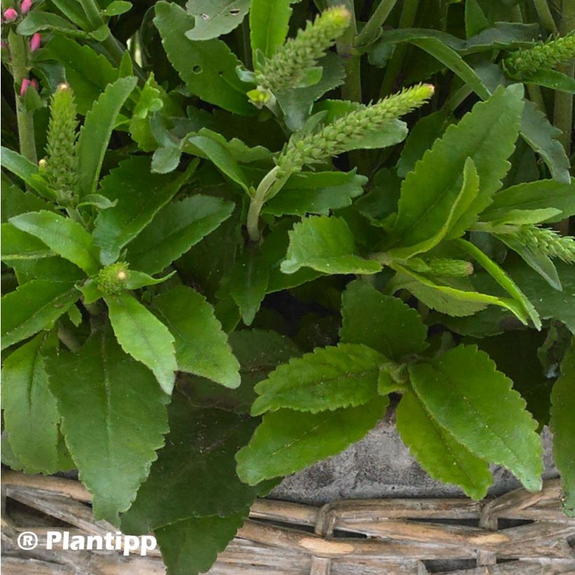 Veronica spicata Bubblegum Candles - Véronique en épis (Feuillage)