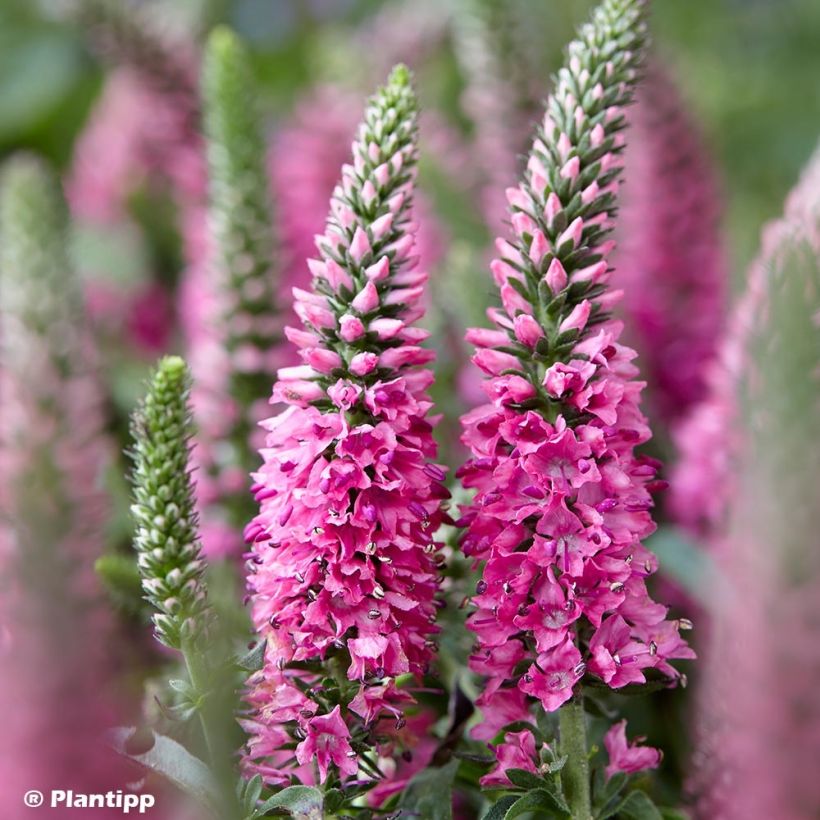 Veronica spicata Bubblegum Candles - Véronique en épis (Floraison)