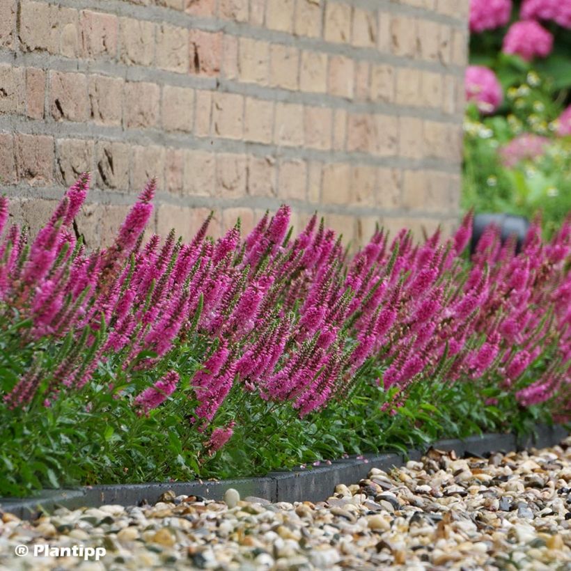 Veronica spicata Bubblegum Candles - Véronique en épis (Port)