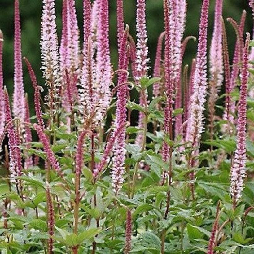 Veronica spicata Erika - Véronique en épis Erika (Port)