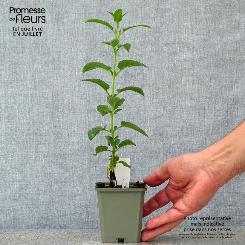Spécimen de Veronica spicata First Love - Véronique Godet de 8/9 cm tel que livré en été