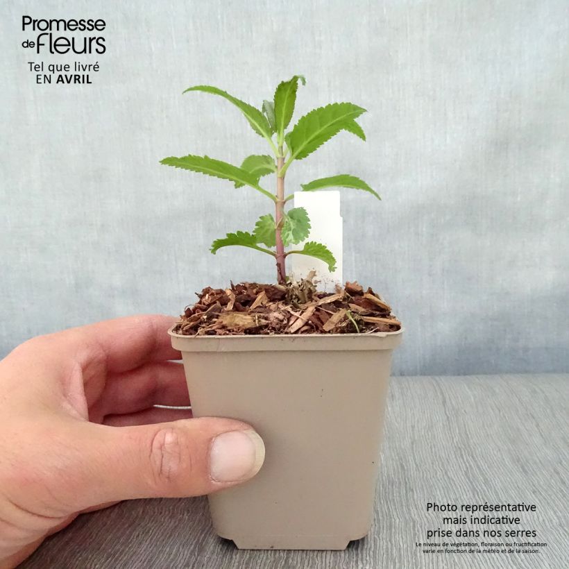 Spécimen de Veronica spicata First Love - Véronique - godet de 8/9cm tel que livré au printemps