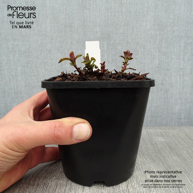 Spécimen de Veronica spicata First Love - Véronique Pot de 1,5L/2L tel que livré en hiver