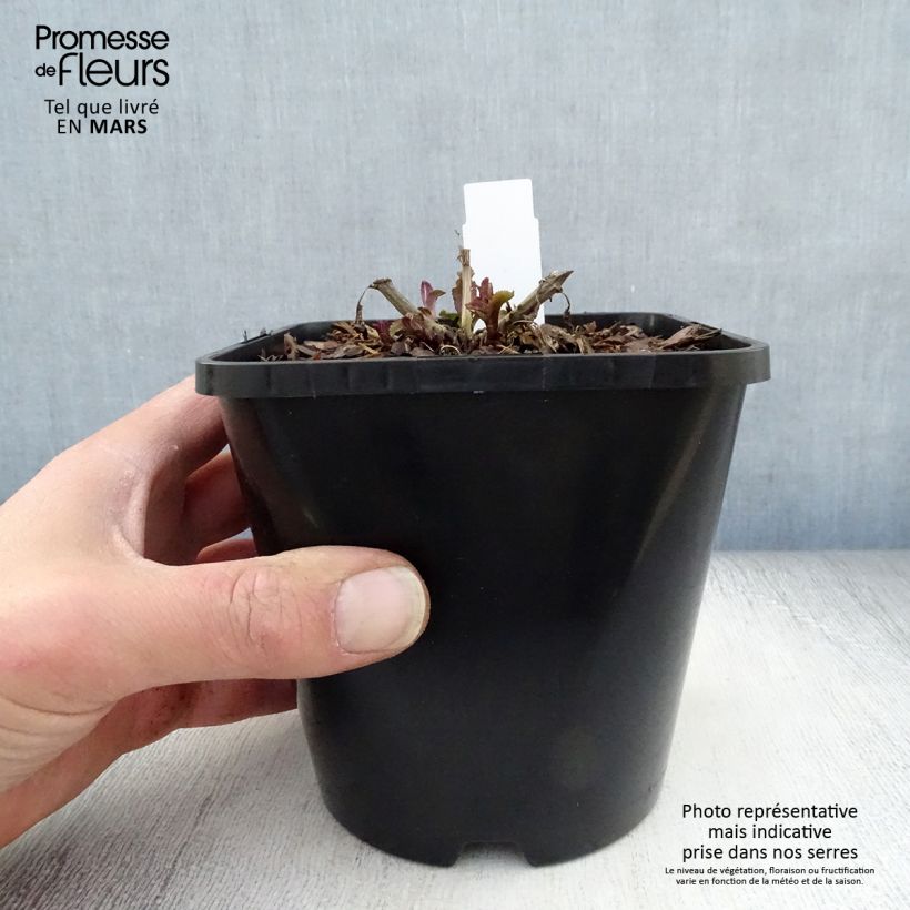 Spécimen de Veronica spicata First Love - Véronique - pot de 1.5L/2L tel que livré au printemps
