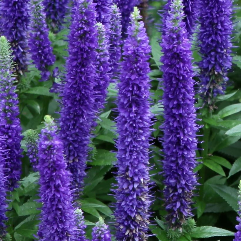 Veronica spicata Royal Candles - Véronique en épis (Floraison)