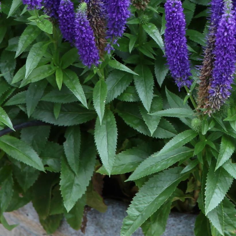 Veronica spicata Royal Candles - Véronique en épis (Feuillage)