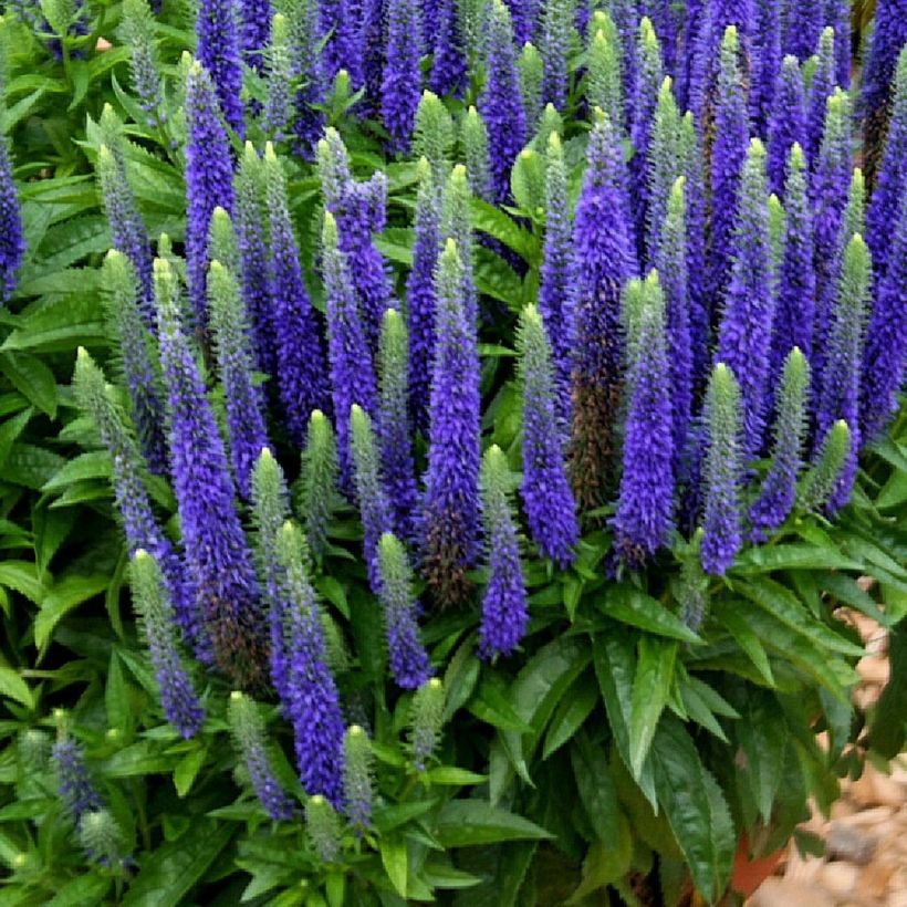 Veronica spicata Royal Candles - Véronique en épis (Port)